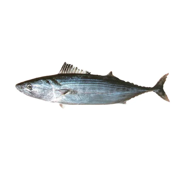 
Fresh Frozen Seafood, Sea Frozen Striped Bonito Fish WR 