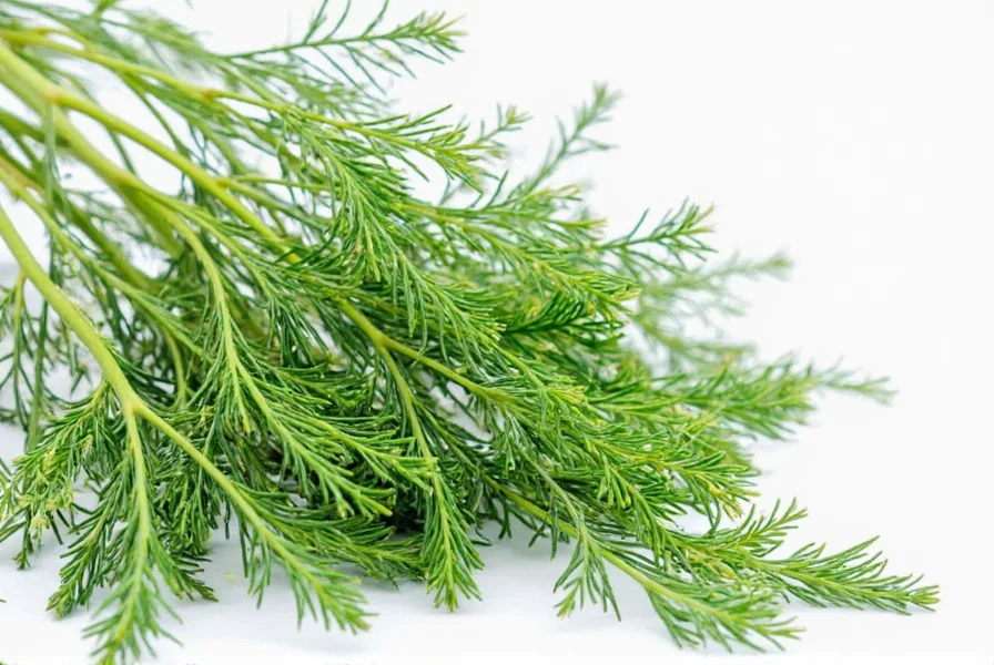 Cilantro Buyer