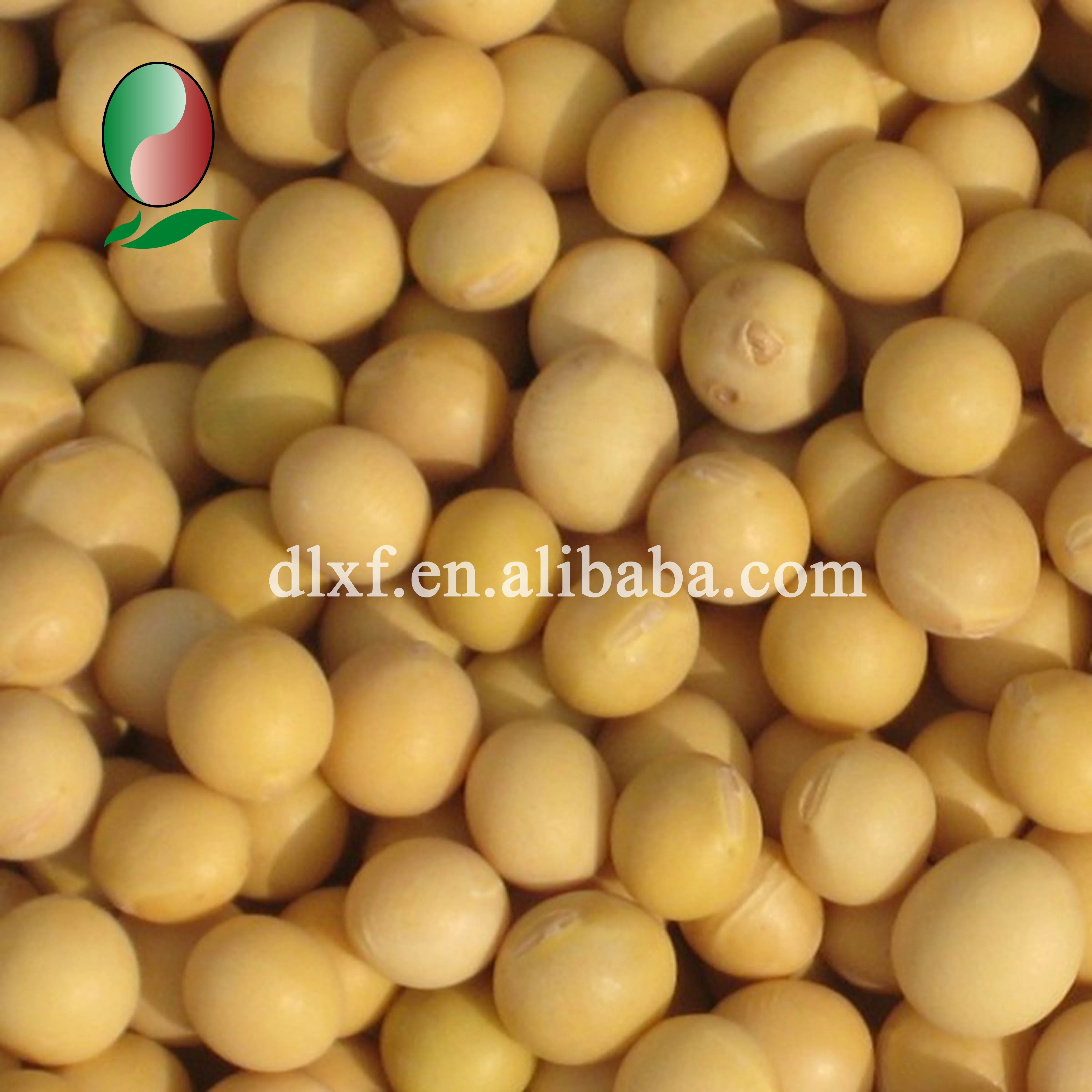 soybean 1