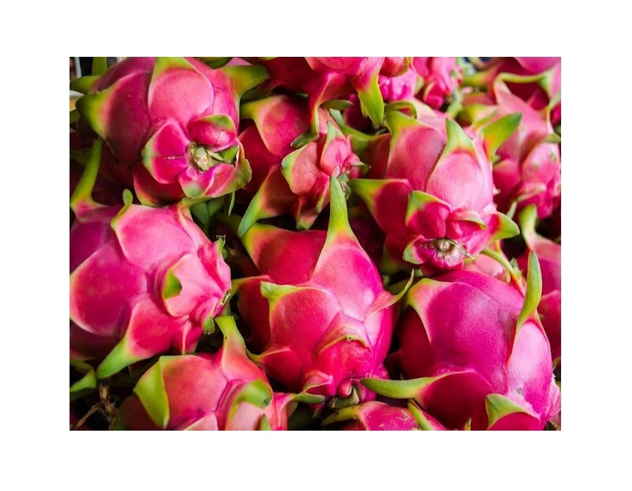 
Fresh Dragon Fruit Sweet Import From Vietnam - High Quality White/Red Dragon Fruit - Fresh and Sweet Dragon Fruit 