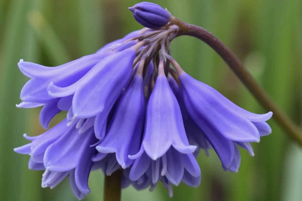 0503 bluebell