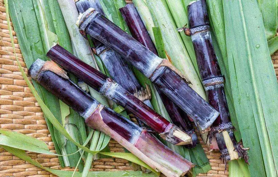 Natural Sugar Cane Molasses Extract Powder Saccharum Officinarum Sugar