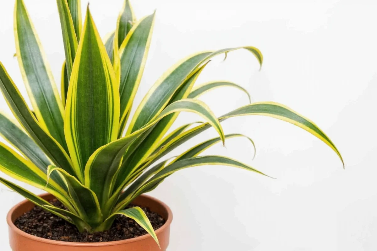 do snake plants bloom