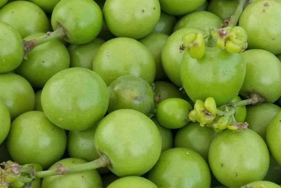 peppercorn green plant