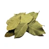 /product-detail/premium-quality-hand-sorted-bay-leaf-lowest-price-and-natural-62431303856.html