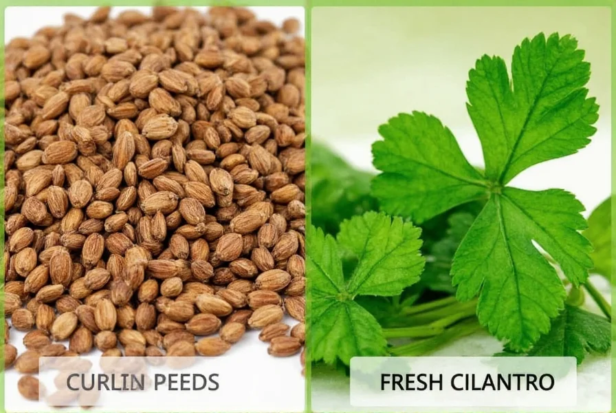 Close-up comparison of cumin seeds next to fresh cilantro leaves showing visual differences between the two ingredients