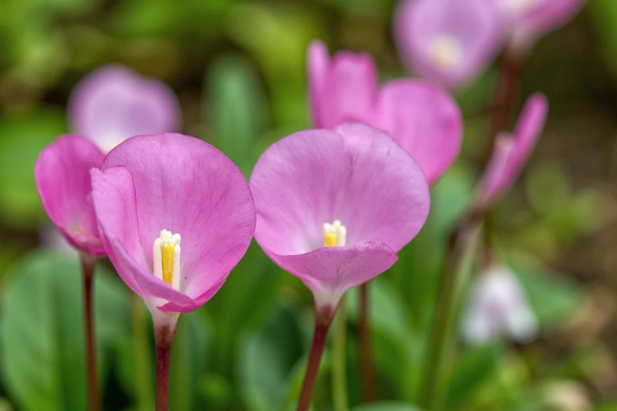 0914 cyclamen