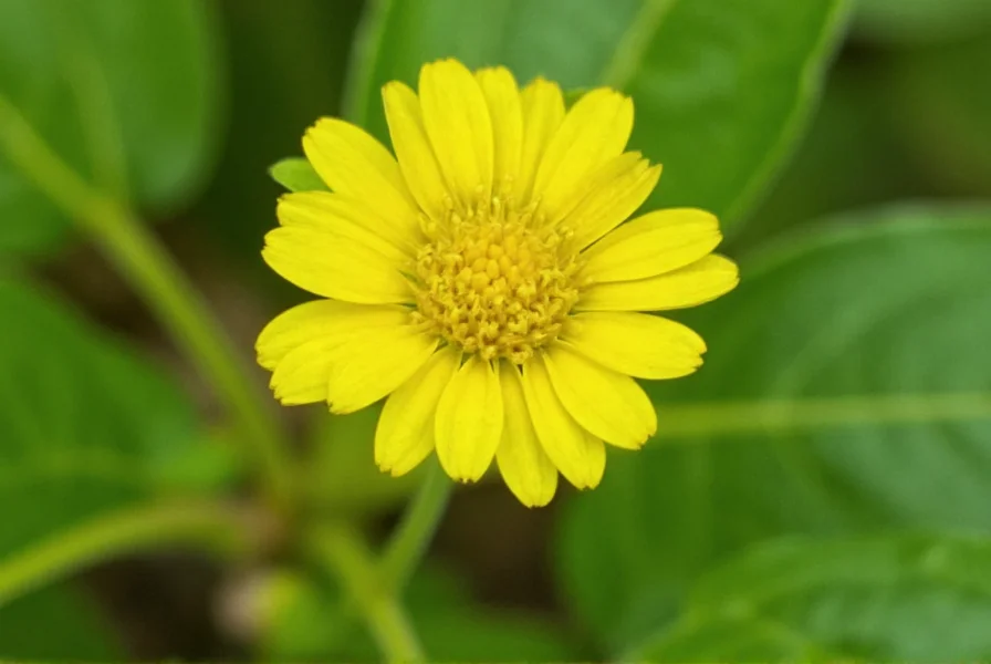 Yellow Clover: Identification, Benefits, and Management Guide