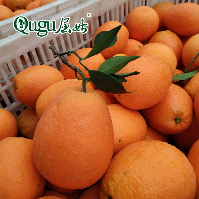 
fresh oranges fresh citrus fruits navel orange  (60713064484)