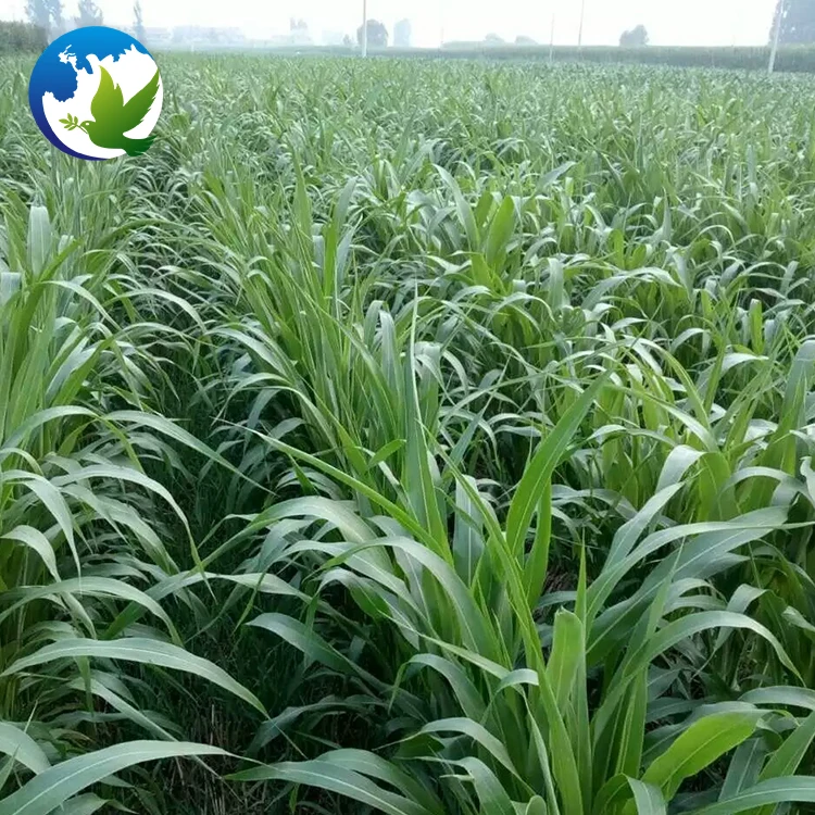 
High Sprouting Rate Fodder Grass Seeds Pasture Seeds Sweet Sorghum Dochna Sorghum Bicolor Seeds 