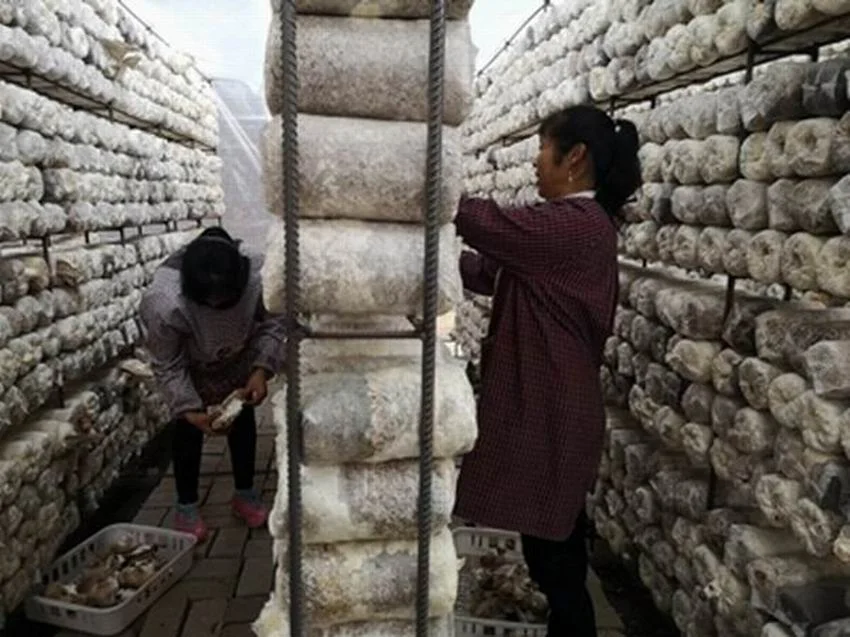 
Wholesale Fresh Grey Oyster Mushroom Spawn 