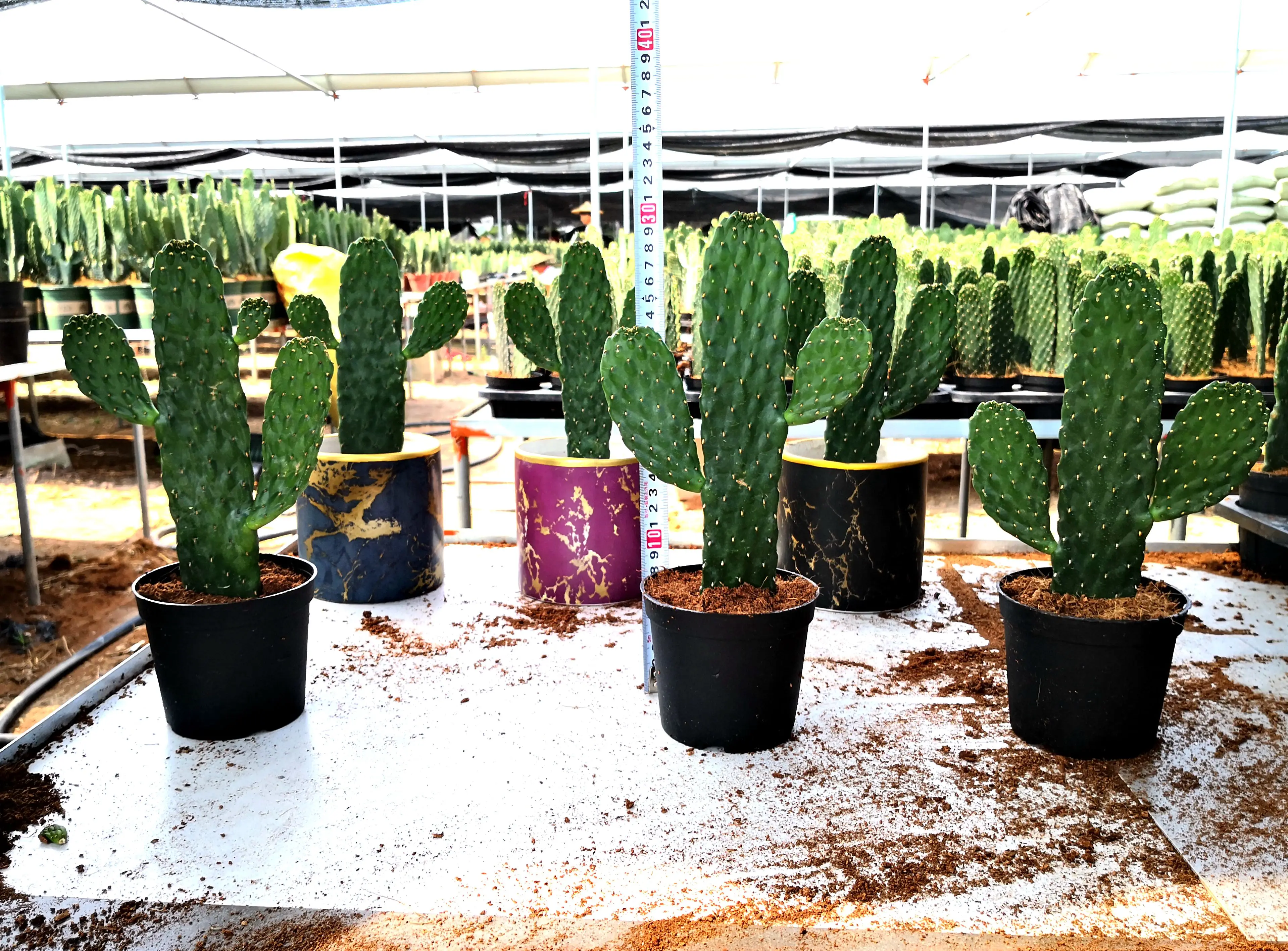 
cactus opuntia rubescens 