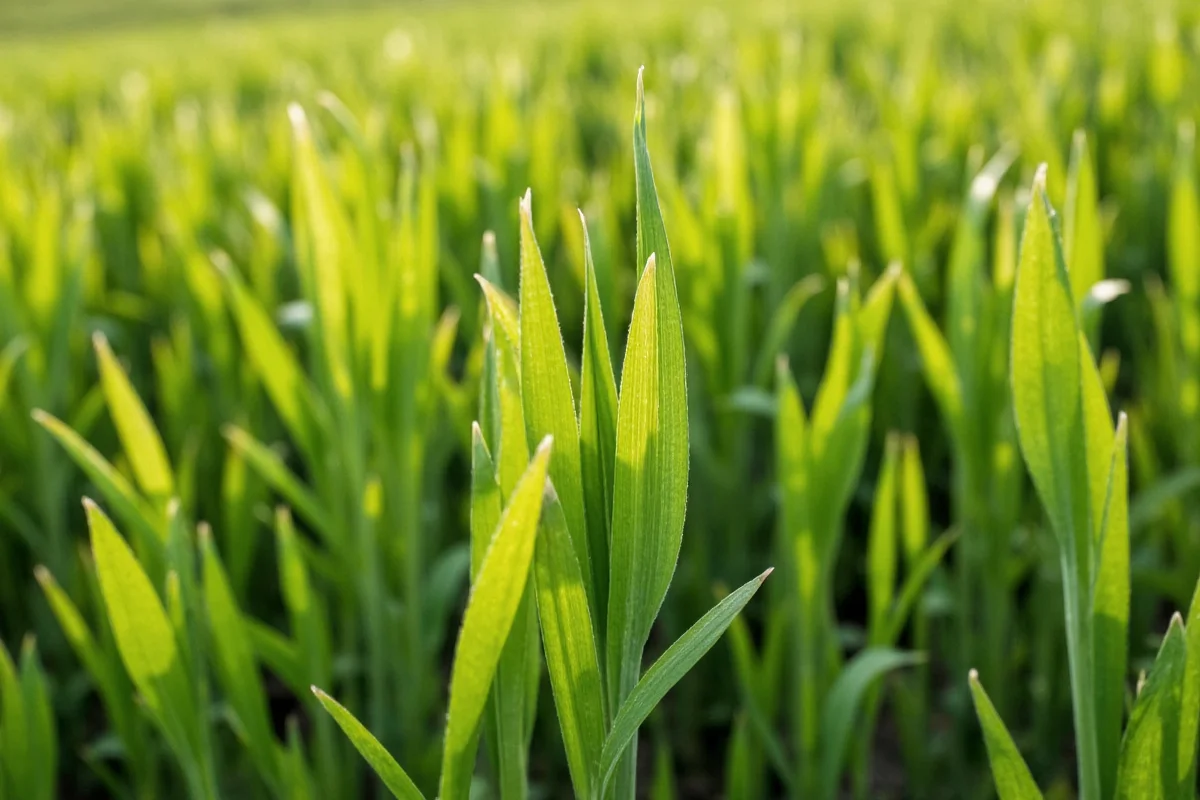 dogwood tree facts you may not know