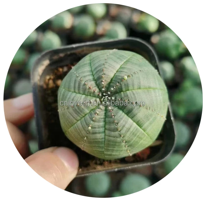

Popular plants Euphorbia obesa succulents hot sale cactus mini plants, Green
