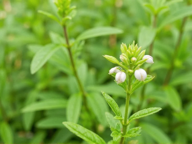 Marjoram Herb Uses: Culinary, Medicinal & Practical Applications