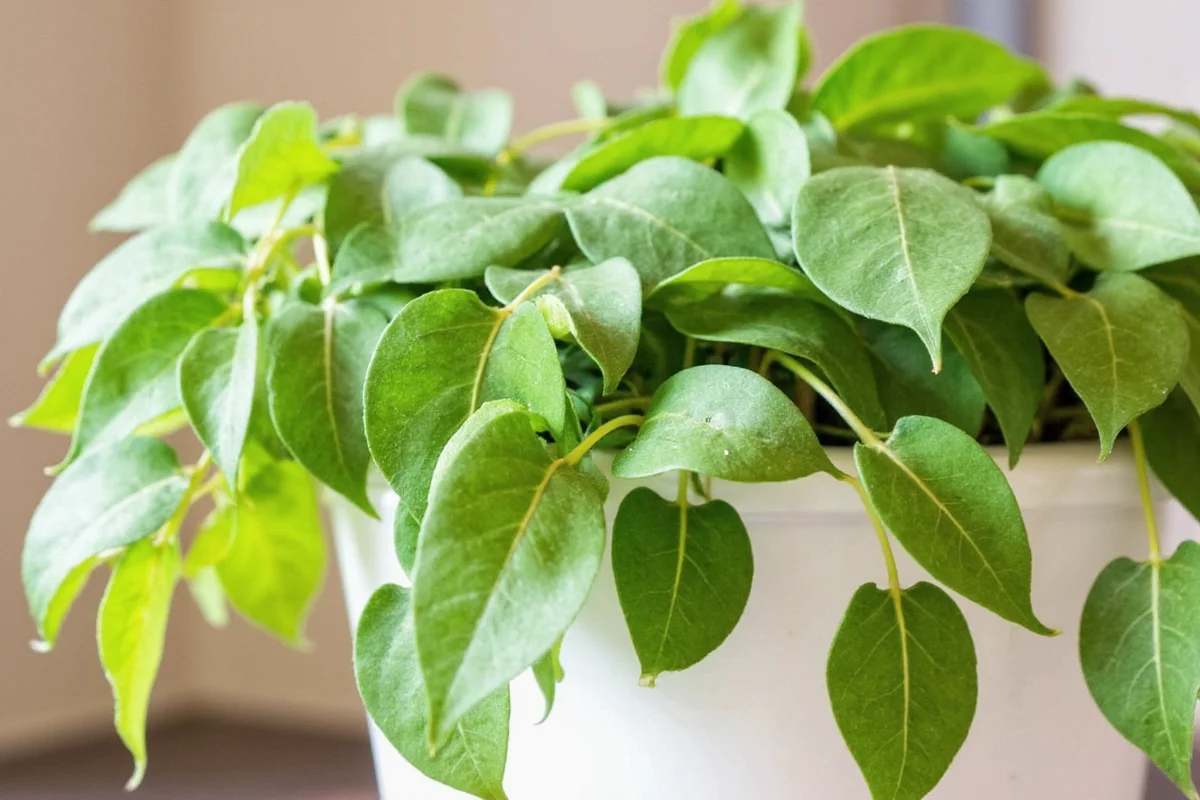 are pothos plants safe for cats