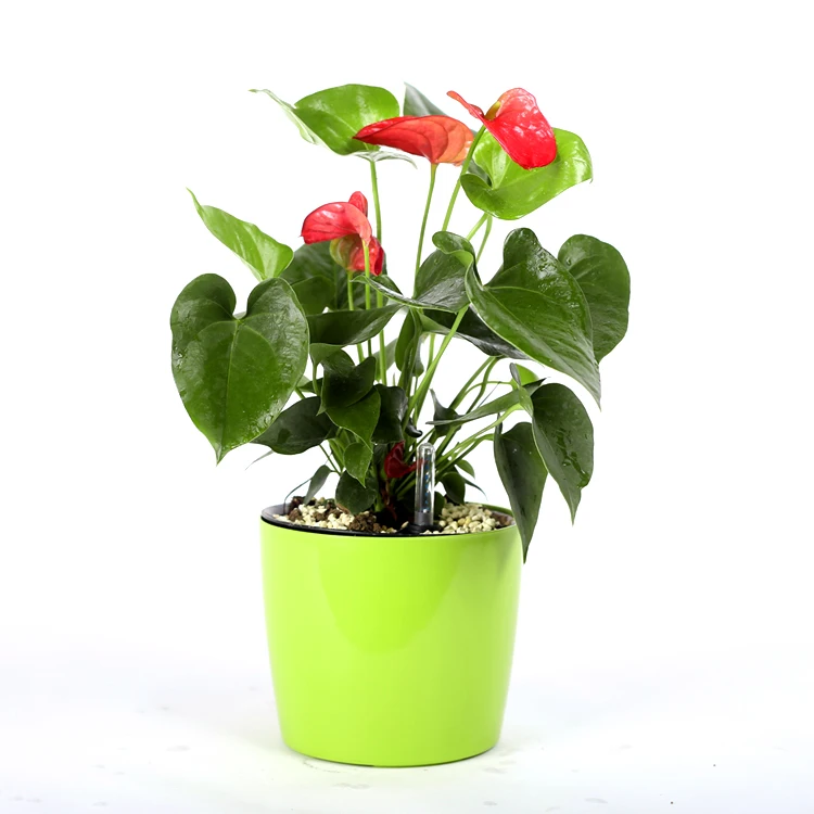 

Wholesale Home Decor Self Watering Plastic Flower Pot Smart Lazy Round Flowerpots Biodegradable Flower Pots, Blue,green,red,white,orange