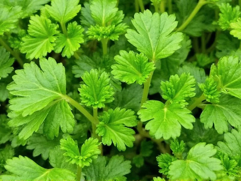 Coriander vs Parsley: Clear Differences Explained