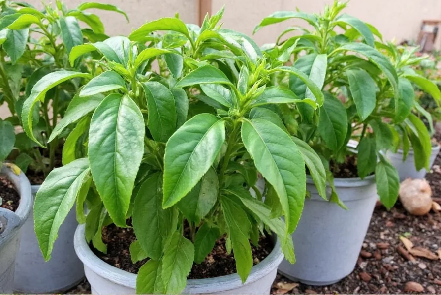 Pepper plants protected outdoors with frost cloth and mulch for winter survival in mild climates