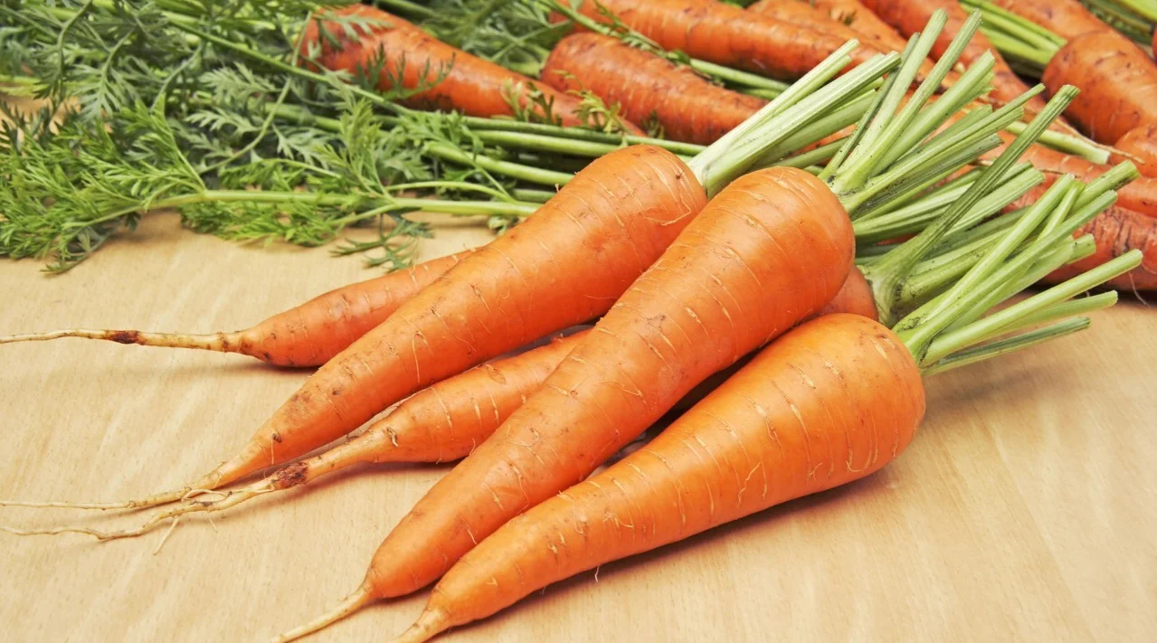 100% pure natural certificated organic dried carrot powder