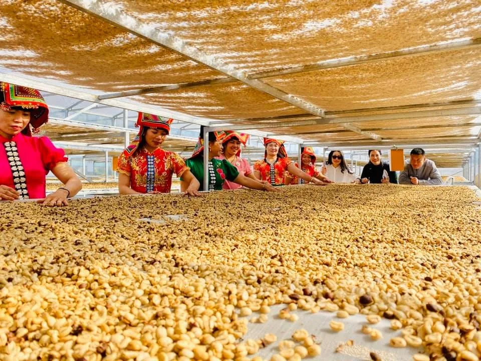 
Premium Unroasted Arabica Coffee from Son La Viet Nam 