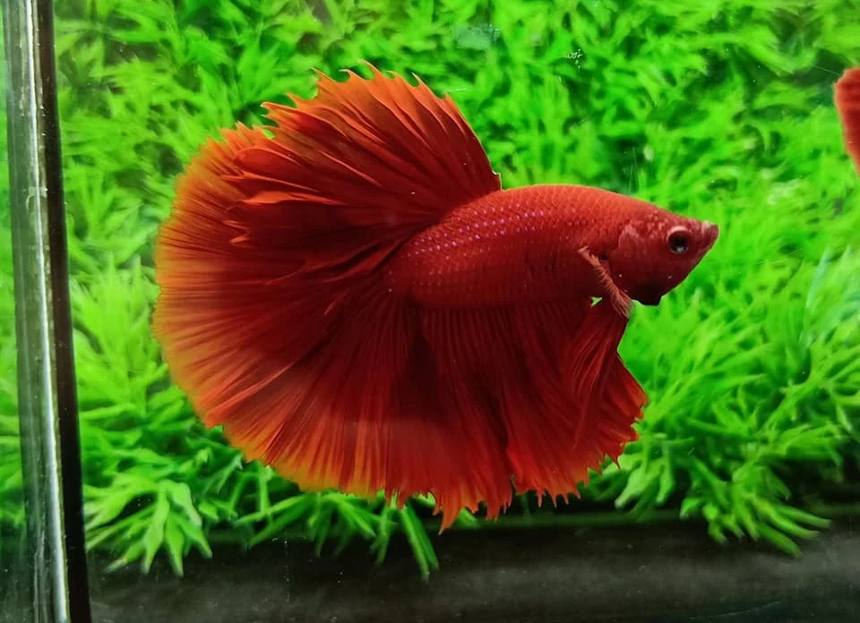 
HALFMOONS - Thailand Betta Fish Live Multicolor Koi Galaxy Rose Plakats Male Siamese Fighting Ornamental Fish Pet Aquariums Tank 