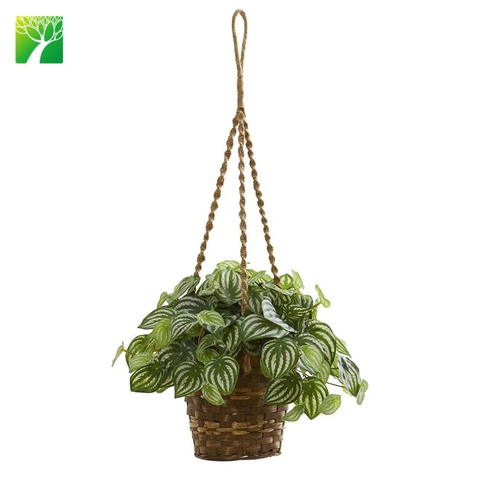 
Wholesale indoor decoration PEPEROMIA CAPERATA Peperomia Diamond live succulent 