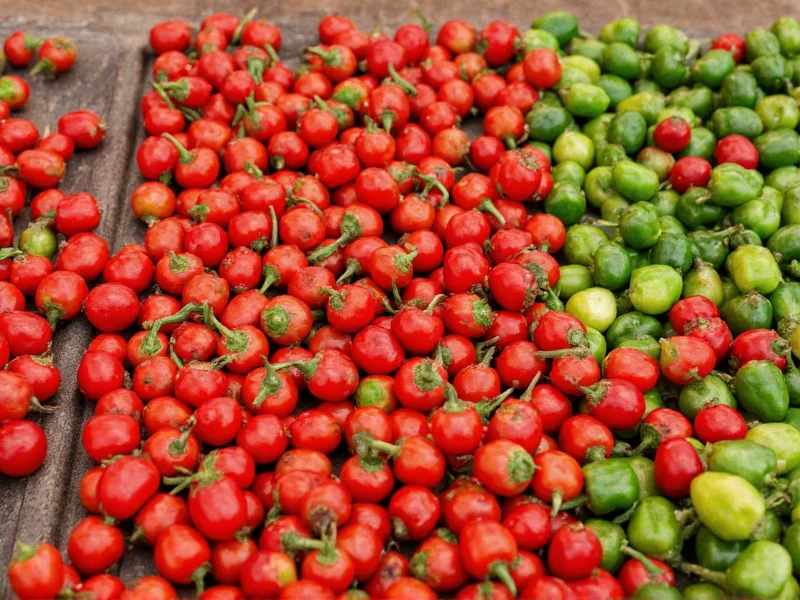 peppercorn varieties