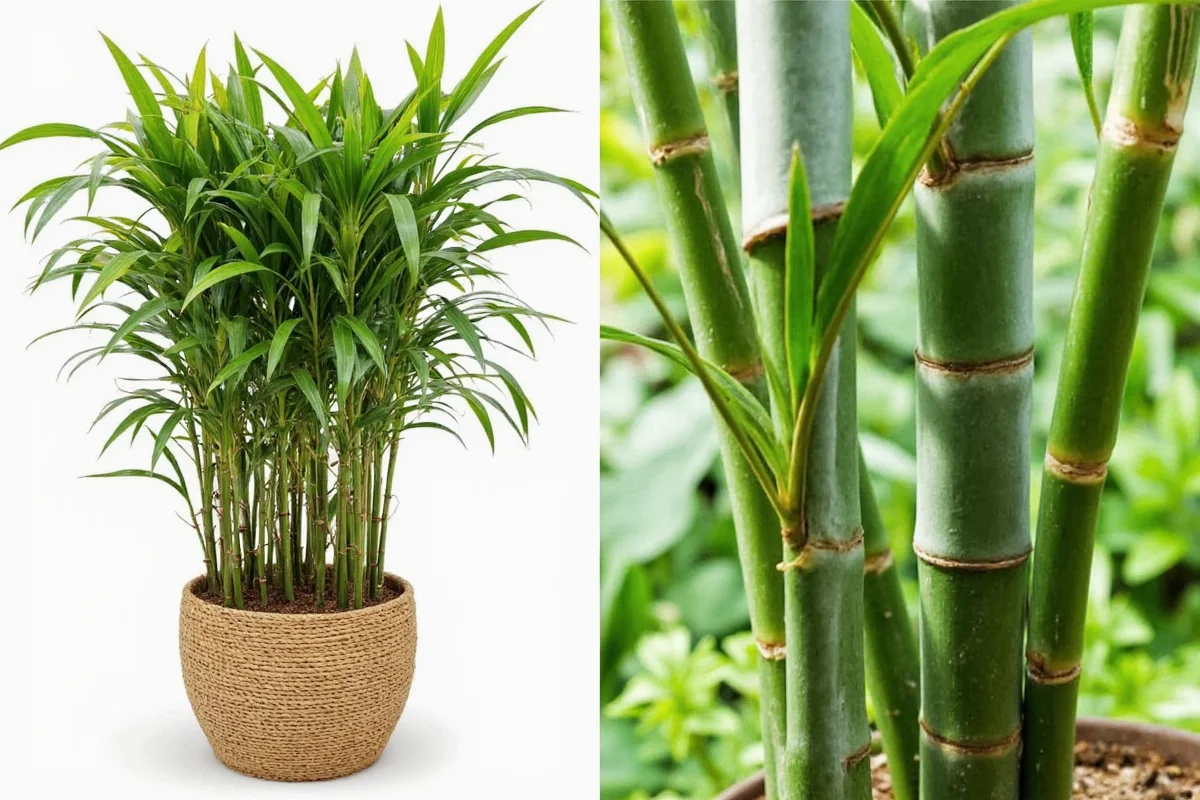 how much water should a bamboo plant have