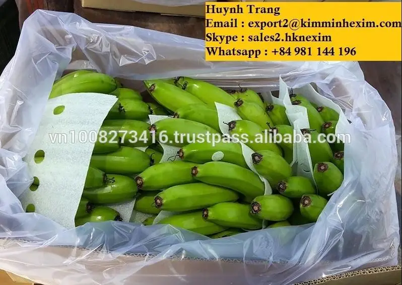 
GREEN CAVENDISH BANANA (WHATSAPP : +84 981 144 196) 