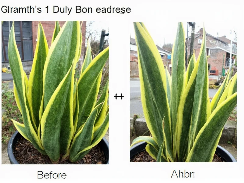View of Snake Plant Growth Rate: What to Expect Year-by-Year