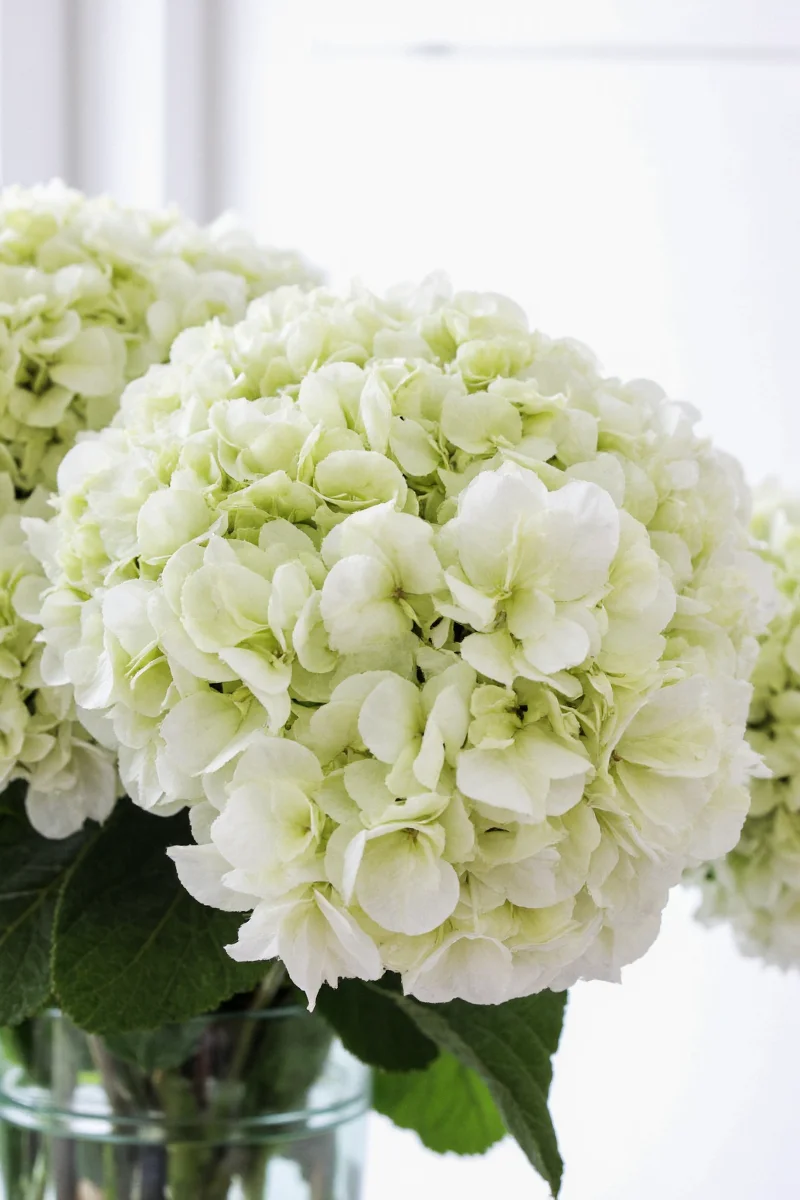 fake hydrangeas that look real let s make your home decor family friendly and gorgeous