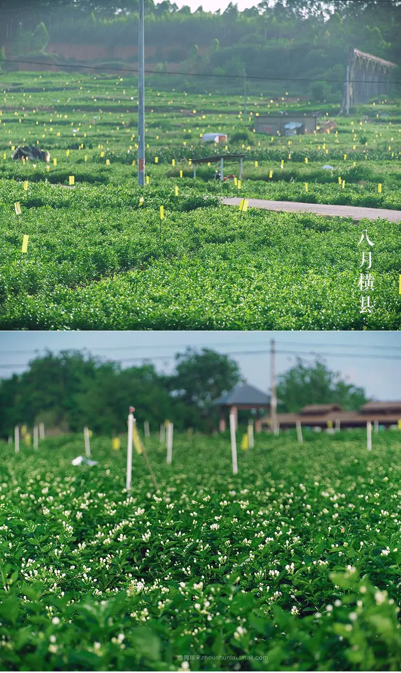 ZSL-JB-026 Wholesale Tea Jasmine Flavor Green Tea Chaohua Tea Bags Dropship Detox paper cup Beauty Skin Care - 4uTea | 4uTea.com