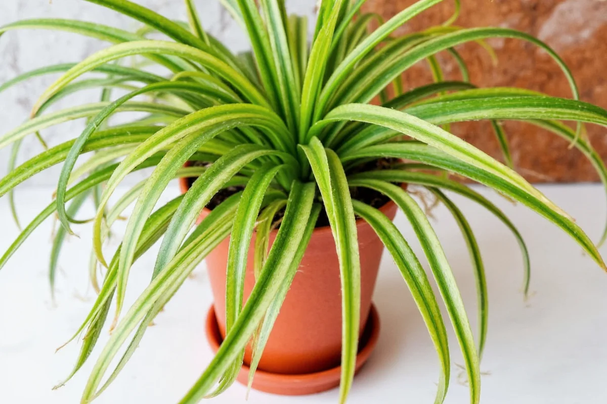 how to propogate spider plant
