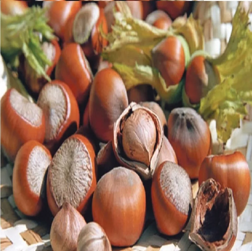 
Cheap Hazelnut Shell Natural Origin Organic New Season 2020 Turkish  (62542728212)