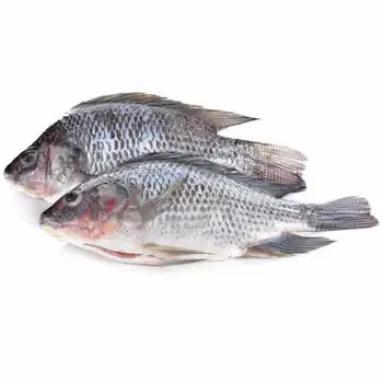 fillet tilapia image