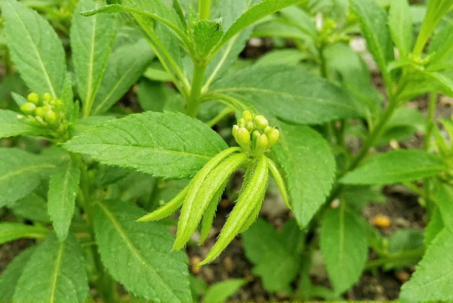 Fresh anise plant showing green foliage and immature seed pods in garden setting