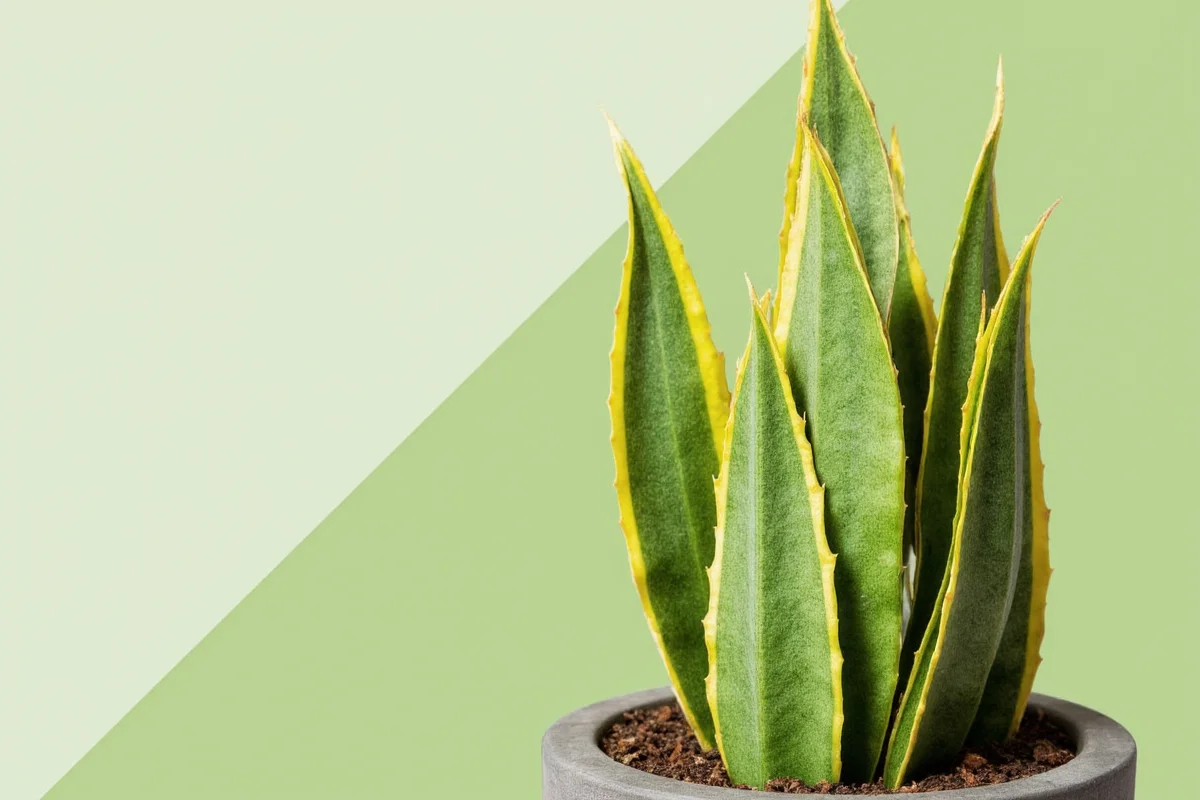 can you trim a snake plant