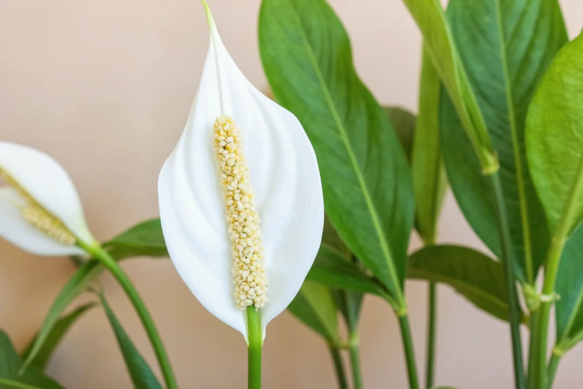 how to trim a peace lily plant