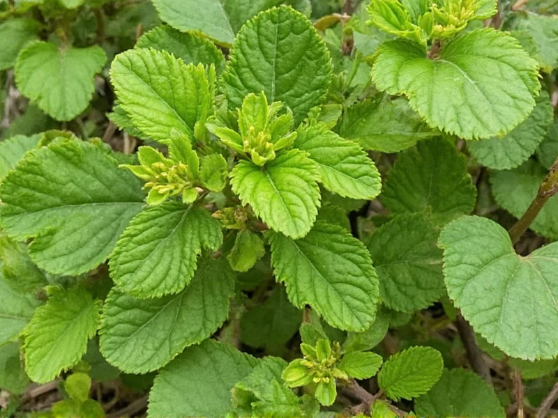 Ethiopian Collards: What They Are & How to Use Them