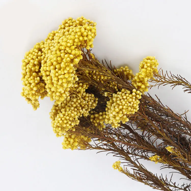 Natural Small Dried Preserved Millet Flower Rice Flowers Floral Decors