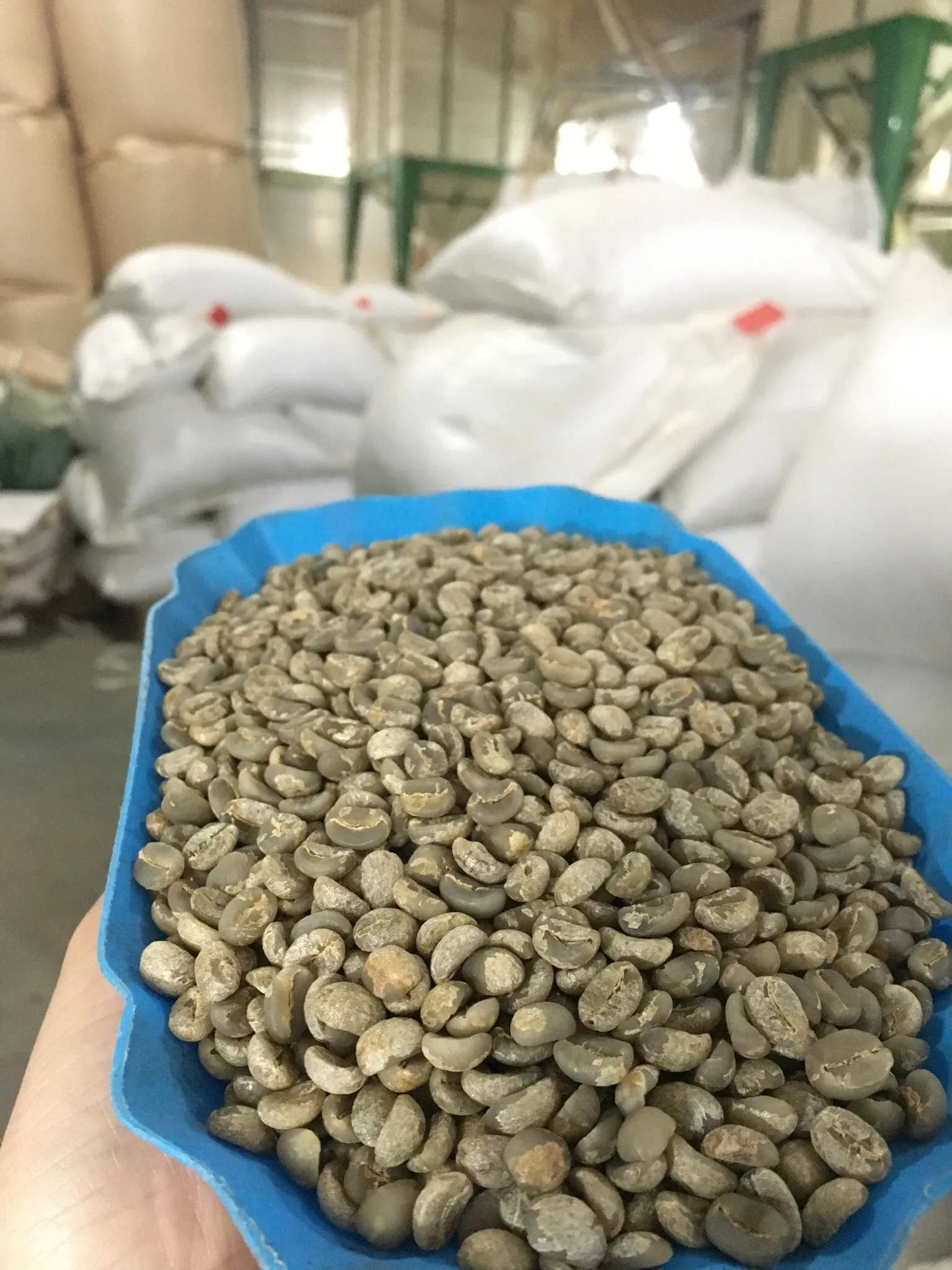 
Premium Unroasted Arabica Coffee from Son La Viet Nam 