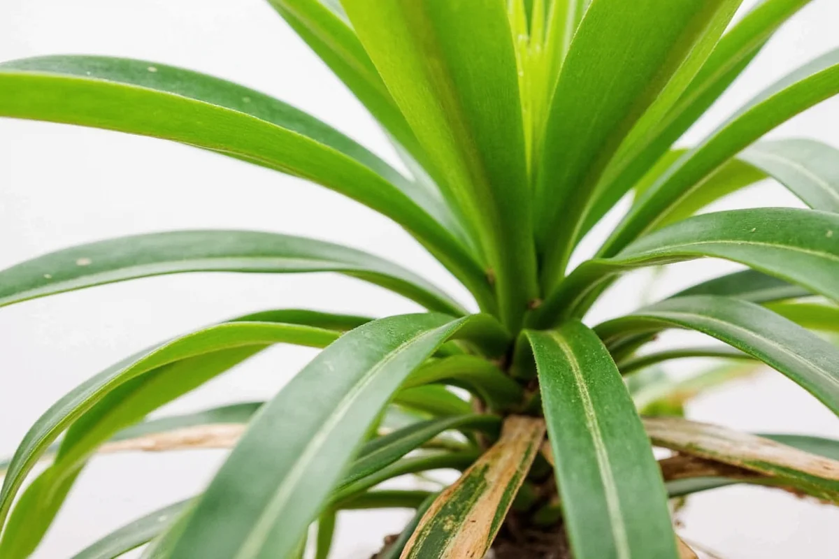 how to trim rubber plant