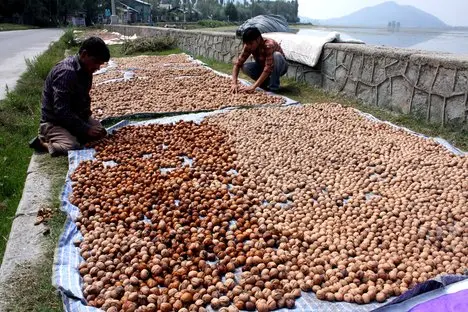 
Dried Walnuts Available... 