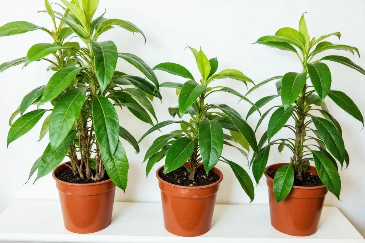 how big do rubber plants get