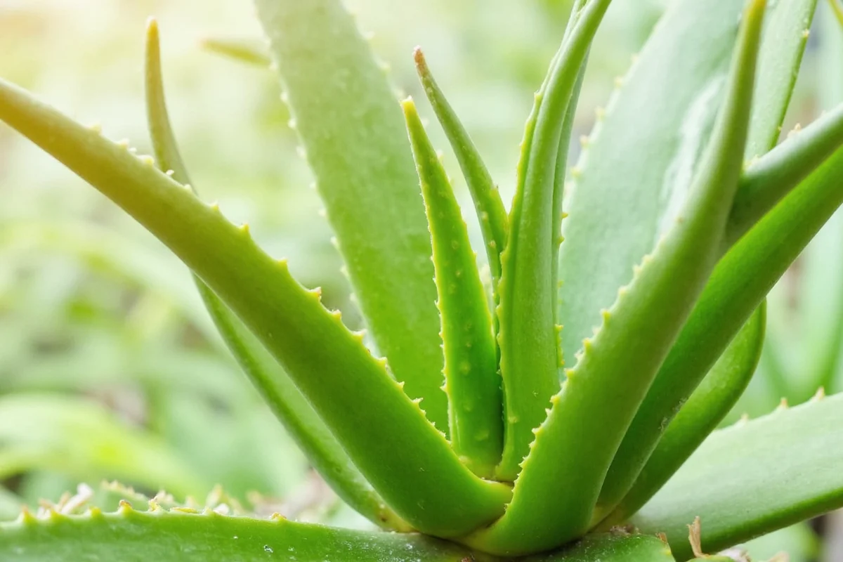 how often to water an aloe vera plant