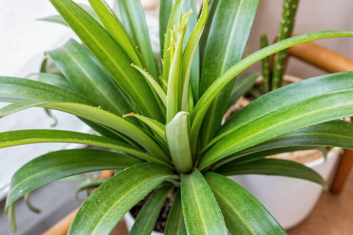 is snake plant poisonous