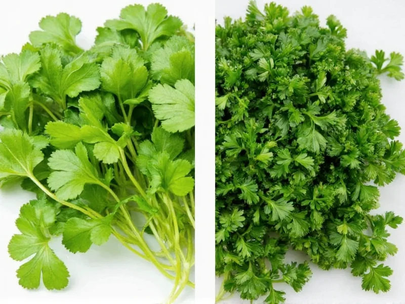 cilantro vs parsley