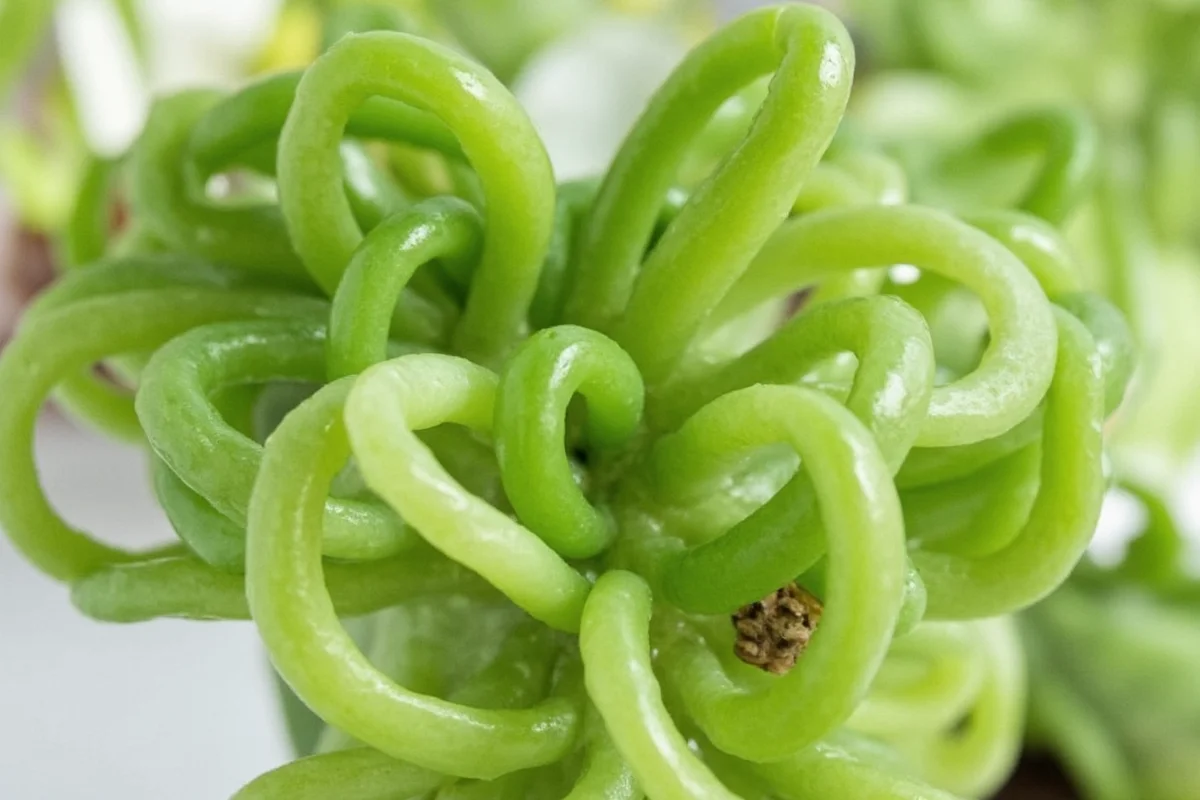 how much sun does a jade plant need