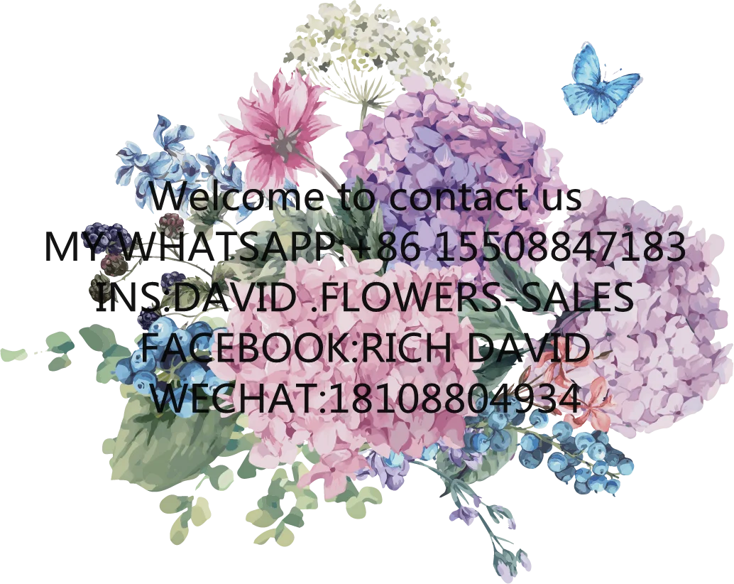 facebook hot selling natural preserved flower preserved